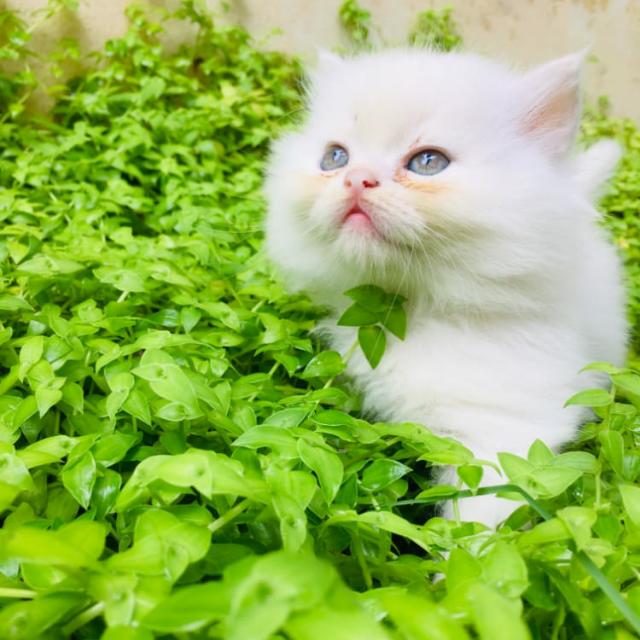LAIBA'S PERSIAN CAT