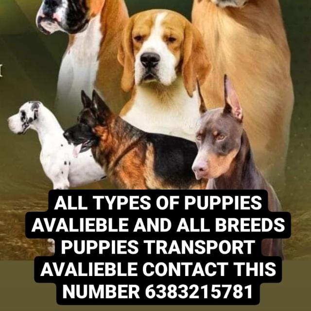 TAMILNADU DOG BREEDERS ?