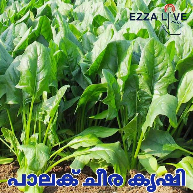 കിസാൻ കൃഷി ദീപം