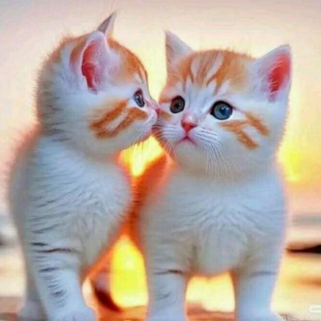 Beautiful @?Love ❣️sences