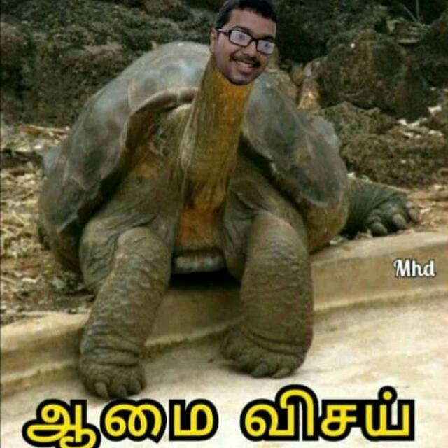 ?ஆமை அணில் விசய்?