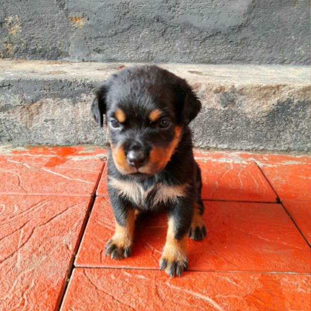 Thrissur Rottweiler puppi