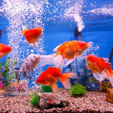 Pet Fish???