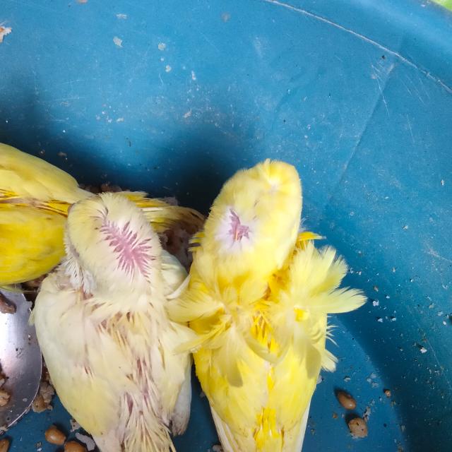 Faisalabad birds fanciers