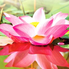 අමා වැස්ස