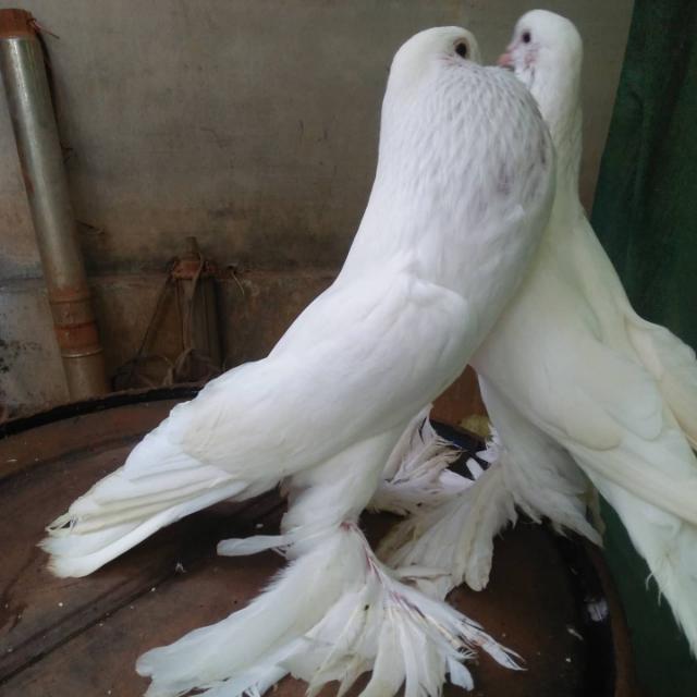 kabutar?️?️?️lover