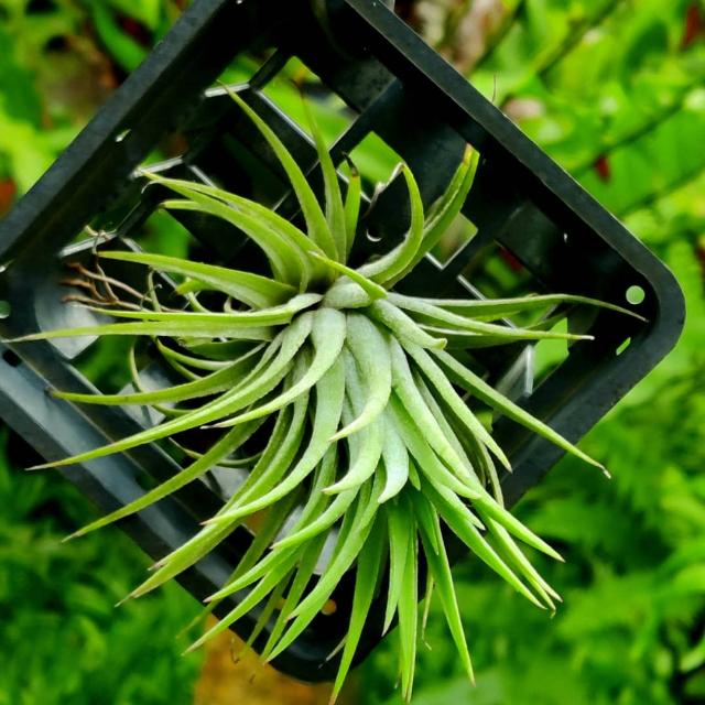 Ls garden 