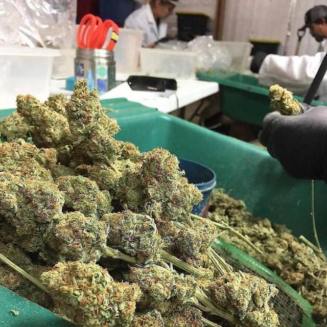 LA,Cali Dispensary