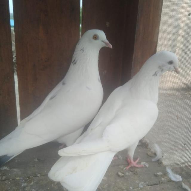 ?Pune pimpri bazigar?