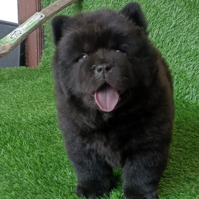Haryana Dog breeds???‍?