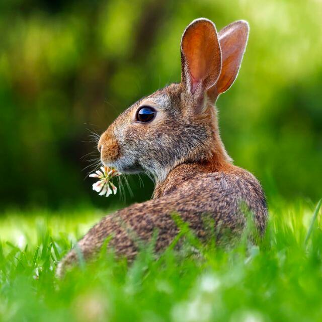 ANIMAL/NATURE VIDEOS???