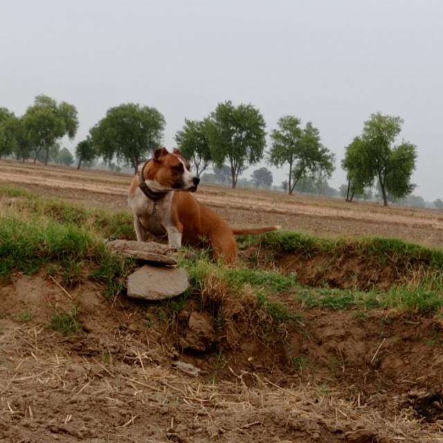 ?Rajasthan Pitbull lover⚡