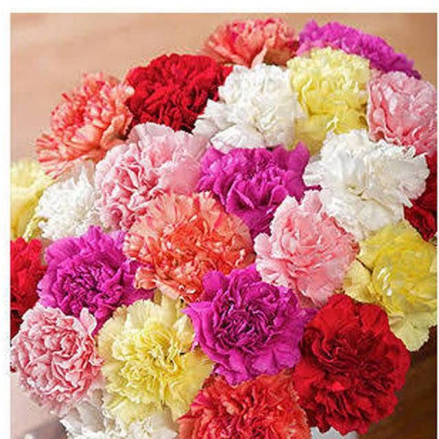 BUY FLOWER SEEDS 