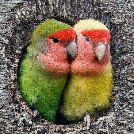 Love Birds
