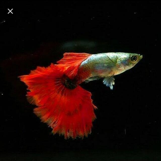 Guppy Sale 