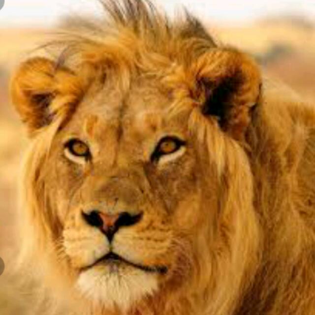 Lions share ?