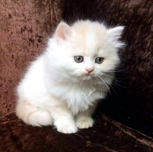 Cat lovers??