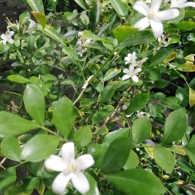 තරු එලී