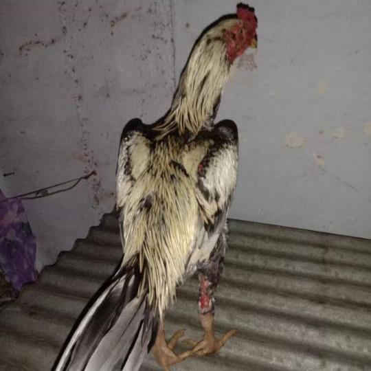 Dindigul?Tirupur?All pets