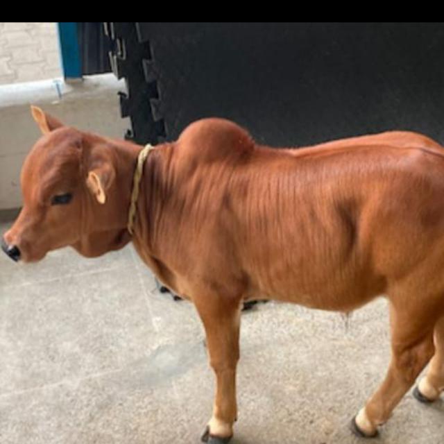पशु पालन?Repeat Breeding