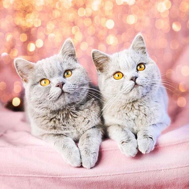 WORLD ANIMAL LOVERS?