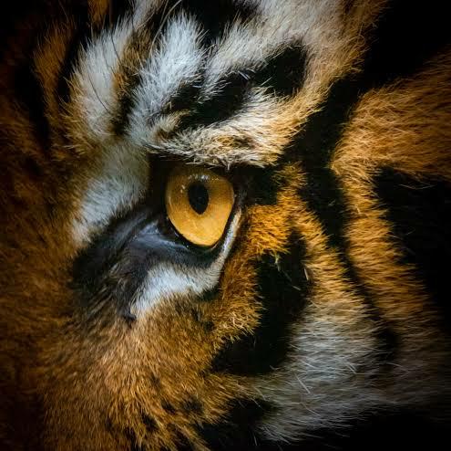 ❌DANGER☠️TIGER??