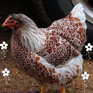 Multan Chicks 1