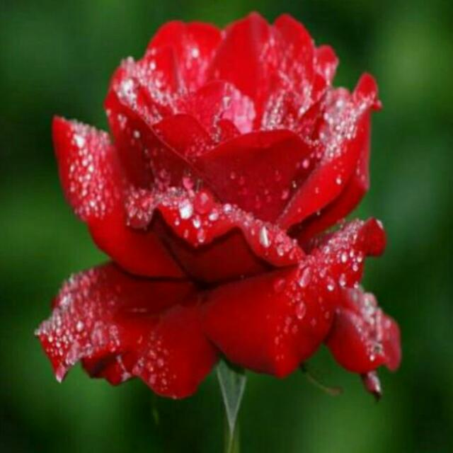 ?Muhabbat❤️❤️
