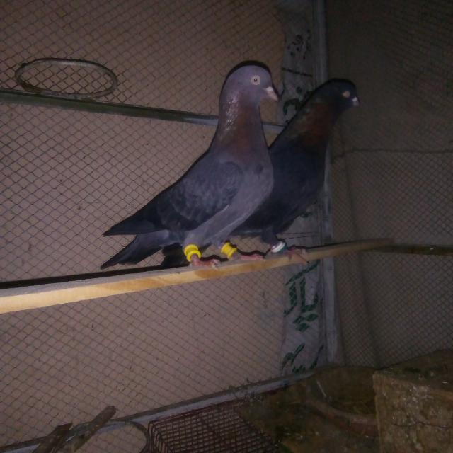 ? Bird's $ale & Purchase