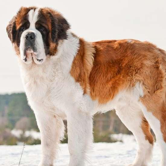 Pune ?breeders and buyers