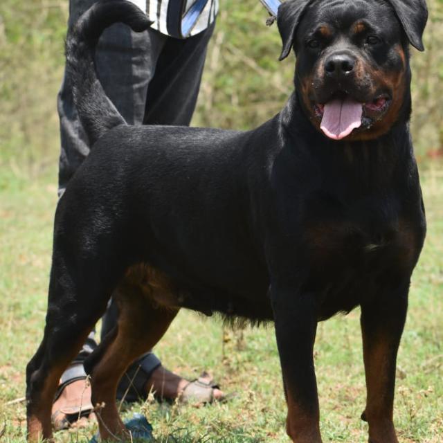 ?Tumkur Royal Dogs???