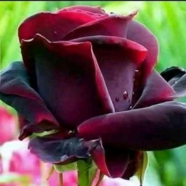 Worldwide ?‍❤‍?‍? love