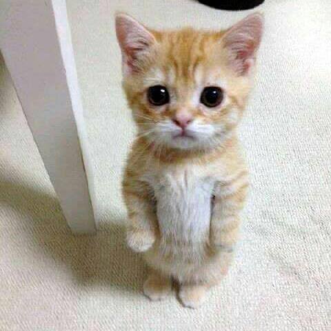 All about Cats Whatsapp group