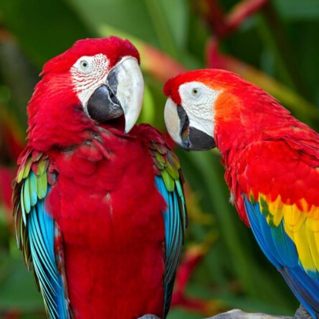 ?Budgies lovers? தமிழ்நாடு