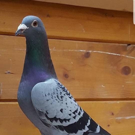 Vizag Birds???️