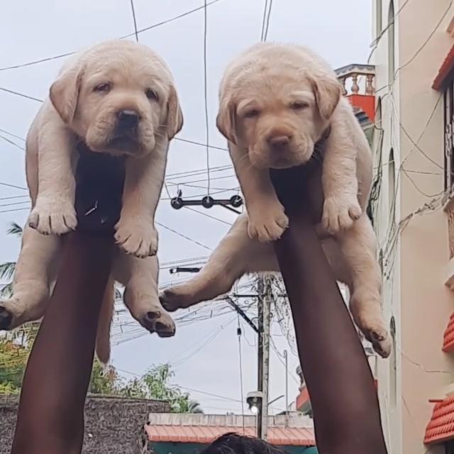 Vellore dogs sales?