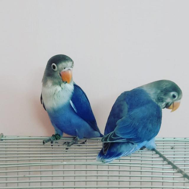 Love birds and fish sale