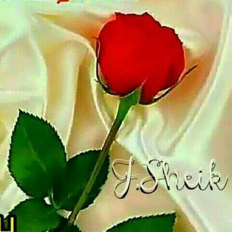 No Love Only Natpu