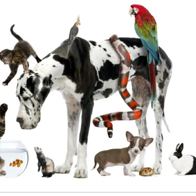 ??pets lovers ❤️??
