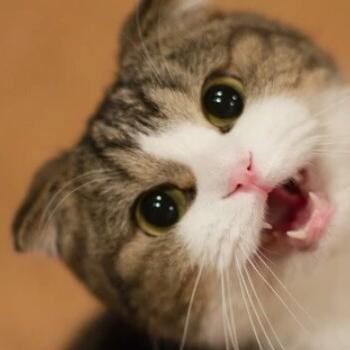 Grup cat cute ?