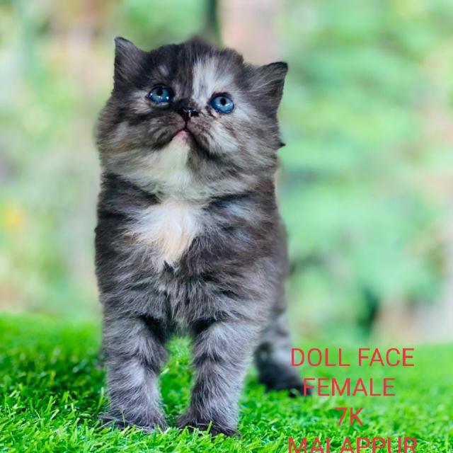 Persian cat