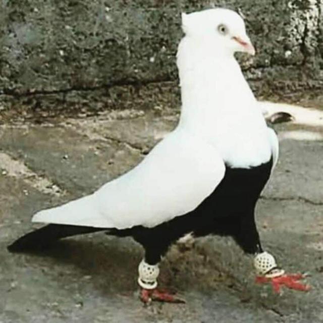 ALL  BIRDS SALE GROUP ?️?️?️