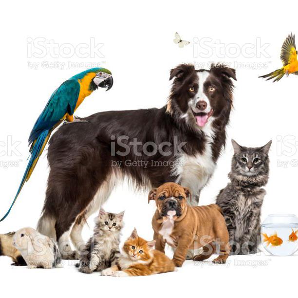 Tamilnadu animals?