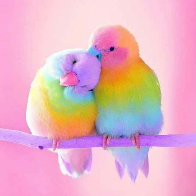 Love Birds