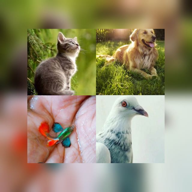 PETS  WORLD??????️?