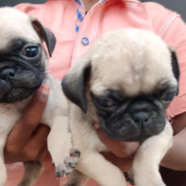 Best puppies ??