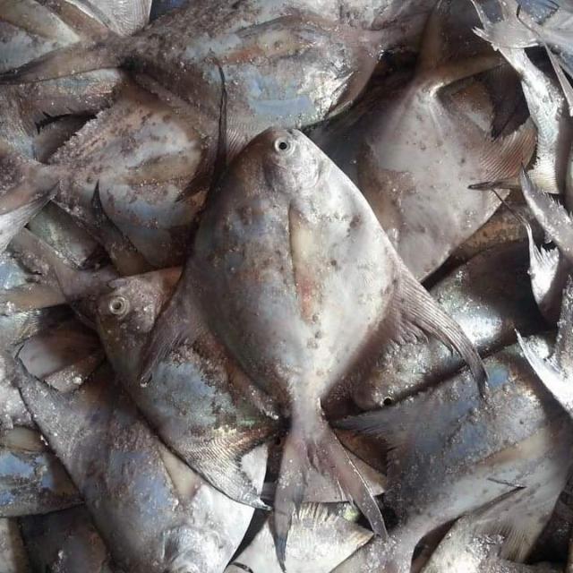 Seafood? inport export