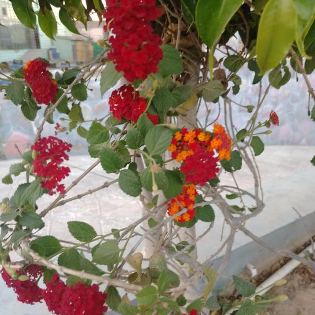 ?VK Khaiwal?*9500*?❤️