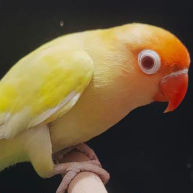 Universe of parrots