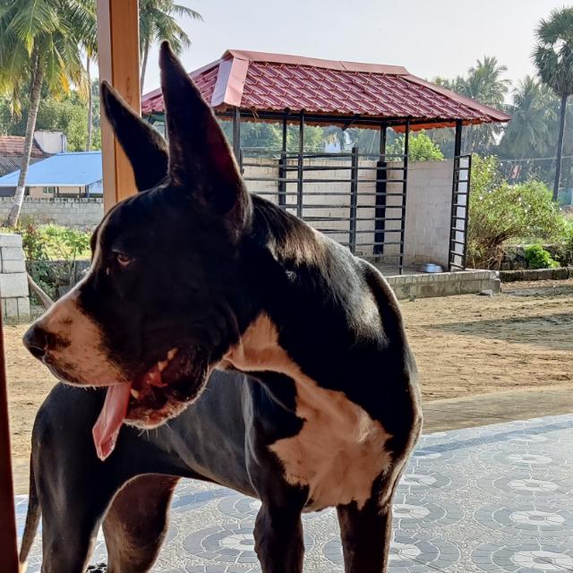 Massive Dane's